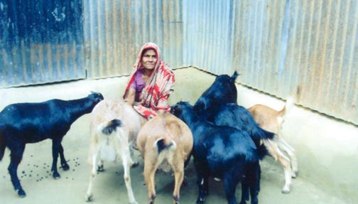 GOAT Rearing works help Rabeya Khatun break the curse of poverty 